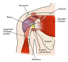 rotator cuff Aanatomy